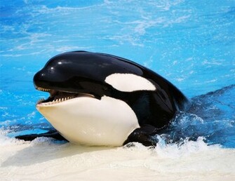 Orca Glossy Poster Picture Photo Killer Whale Cute Cool Fish Sea
