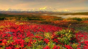 Red Rose Flower Garden Wallpaper Refreshrose
