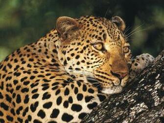 Panther Wallpaper Background Photos Pictures And Image For
