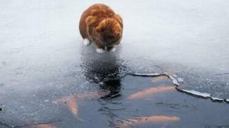 Cat Fish Winter Animal World Wallpaper Full HD Desktop