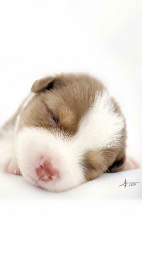 Dog Baby Wallpaper Angel Cute Asian Girl