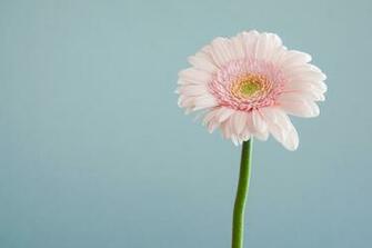 Flower Wallpaper HD Hq