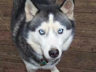 Baby Husky With Blue Eyes Wallpaper