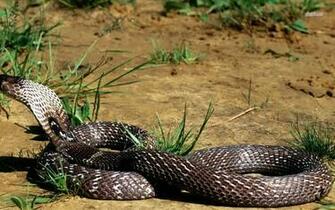 King Cobra Wallpaper Animal