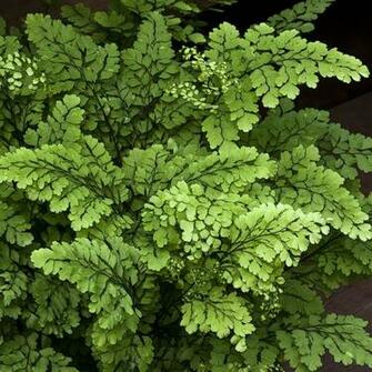 Liz West Green Fern Leaves iPad Wallpaper
