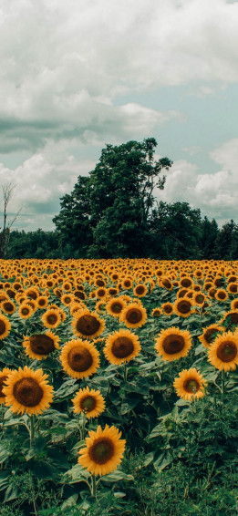 Sunflower Aesthetic Wallpaper