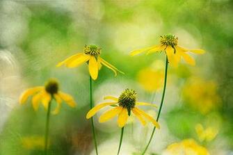 Wildflower Wallpaper William Britten Photography