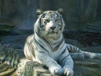 White Bengal Tiger By Breatheonme