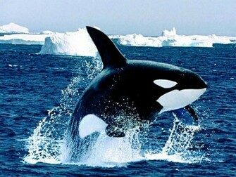 Tag Orca Wallpaper Background Photos Pictures And Image For