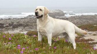 Animal Dog Wallpaper