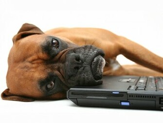 Tag Boxer Dog Wallpaper Image Photos Pictures And Background