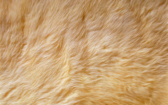Animal Fur Wallpaper On
