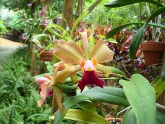 Tropical Garden