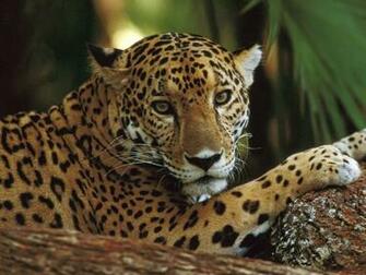 Cheetah Wallpaper You Are Ing The Other Named It