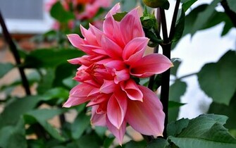 Dahlia Wallpaper