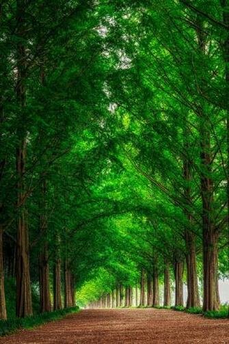 Forest Park Trees Grass Photo Wallpaper
