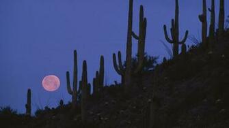 Full Moon Saguaro National Monument Arizona Widescreen Wallpaper