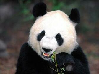 Panda Desktop Wallpaper Cute Colorful Picture White Bear Baby