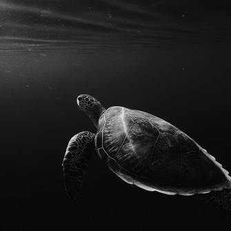 Turtle Oled 4k iPad Air HD Wallpaper Image
