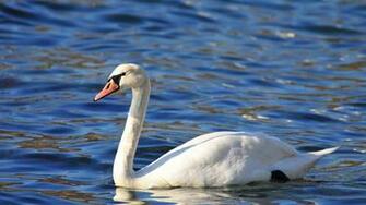 Wallpaper Pictures Winter Birds Ni360870