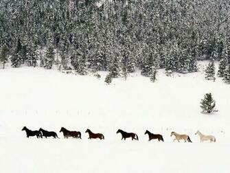 Horses In The Snow Jpg