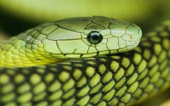 Eastern Green Mamba HD Wallpaper Background Image