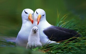 Seagull Family Wallpaper