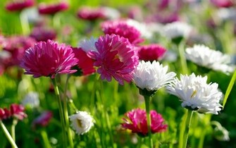 Spring Flowers