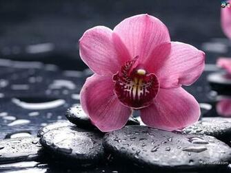Orchids HD Wallpaper