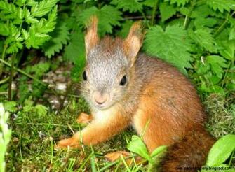 Baby Squirrel Wallpaper Gallery