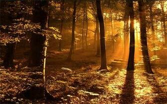 Breathtaking Forest Wallpaper For Your Desktop Naldz Graphics