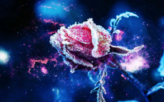 Nature Rose HD Wallpaper