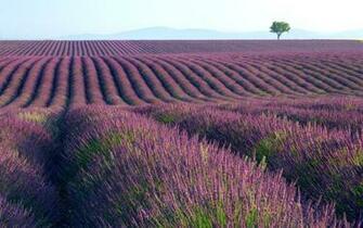 Lavender Field Wallpaper