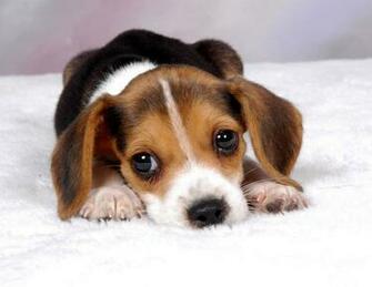 Beagle Wallpaper For Computer On