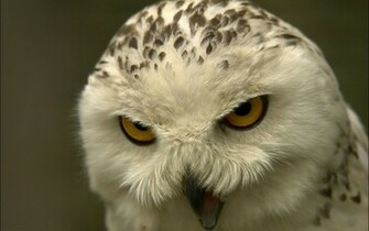 Beautiful Wallpaper Owl