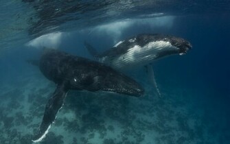 Blue Whales Underwater HD Wallpaper