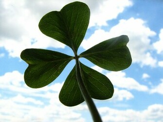 The Clover Four Leaf Flower Image