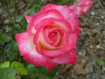 Most Beautiful Flower Wallpaper