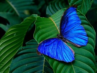 Cute Pictures Butterfly Wallpaper