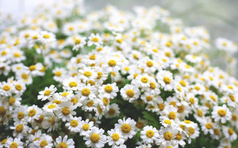 Daisy Wallpaper High Quality