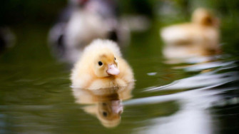Baby Duck Background Wallpaper