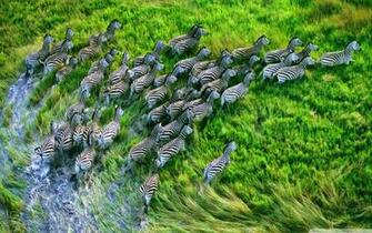 Mac Os X Retina Zebras 4k HD Desktop Wallpaper For Ultra