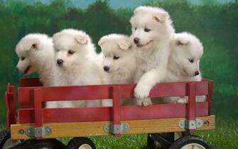 Wagonload Of Samoyed Puppies Wallpaper HD