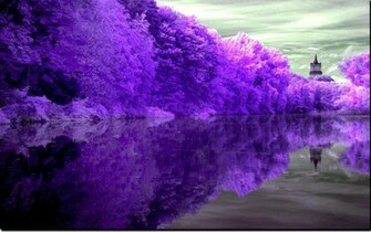 Forest Lake Purple Reflection Nature Lakes HD Desktop Wallpaper