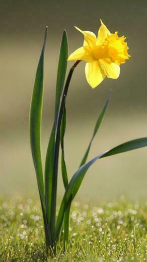 Flower iPhone Plus Wallpaper HD