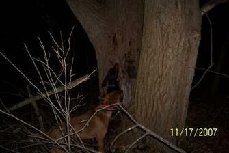 Coon Hunting Graphics Pictures Image For Myspace Layouts