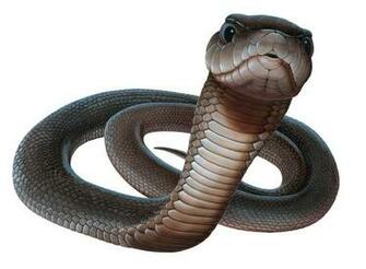 Green Black Mamba Wallpaper In HD Most Dangerous Snake