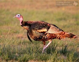 Wild Turkey Gobbler