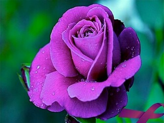 Lap Top Valley Purple Roses Wallpaper