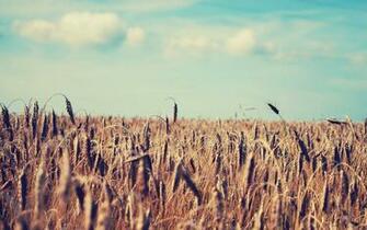 Crops Wallpaper Image Photos Pictures Pics